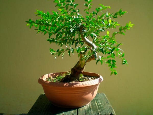 Красивое миниатюрное домашнее дерево